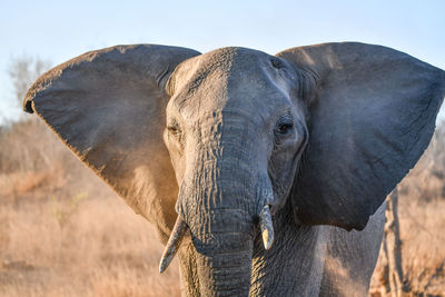 Close-up of elephant on land