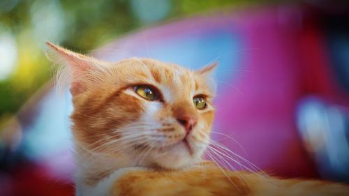 Close-up portrait of ginger cat