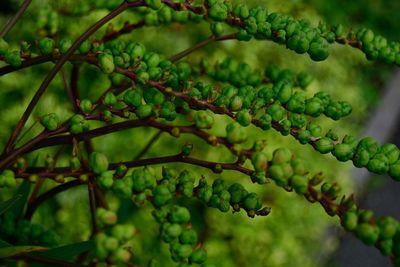 Close-up of leaves on plant