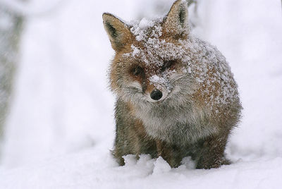 Close-up of fox on snowy field during winter