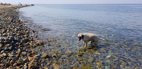 Sheep on rock in sea