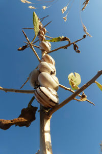 Low angle view of tree against blue sky