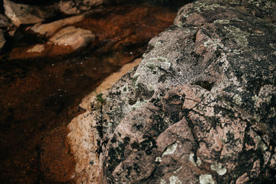 Close-up of lizard on rock