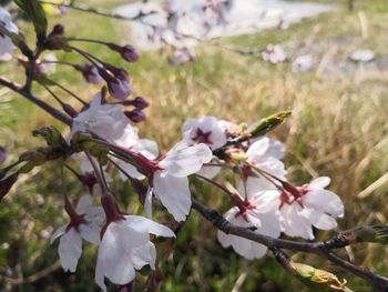 Close-up of white cherry blossoms in spring