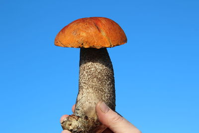 Cropped image of hand holding mushroom against clear blue sky