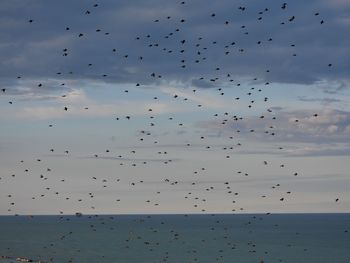 Flock of birds flying over sea