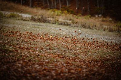 Close-up of dry leaves on field