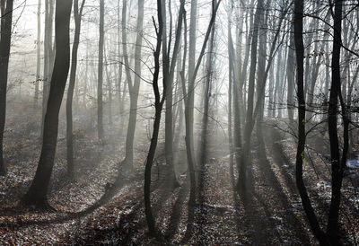 Trees in forest