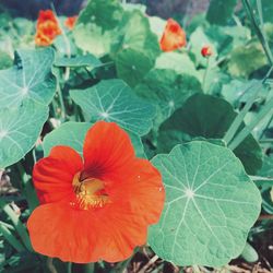 Close-up of red flower