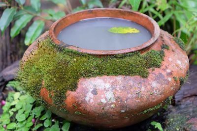 Close-up of potted plant