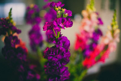 Close-up of purple flowers blooming outdoors