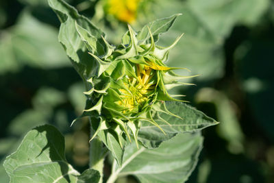 Close-up of green rose on plant