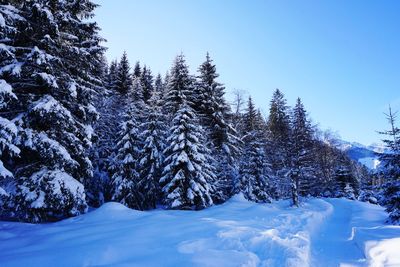 Snow covered pine trees against sky