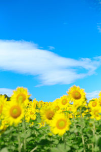 Close-up of sunflower field