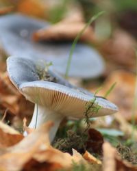 Close-up of mushroom growing on field