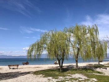 Trees on beach against blue sky