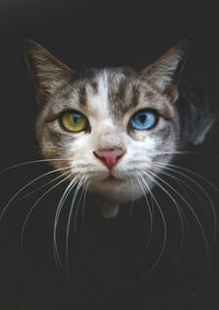 Close-up portrait of tabby cat against black background