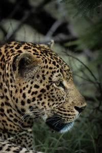 Leopard, hiding