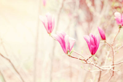 Beautiful macro of purple pink magnolia flowers on tree branches. sun light from above