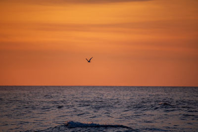 Bird flying over sea against orange sky