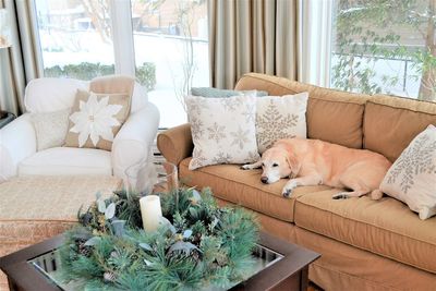 Dog relaxing on sofa at home