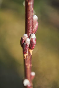 Close-up of red flower buds