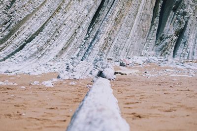 Close-up of frozen wood on land