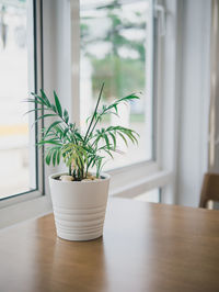 Potted plant on table at home