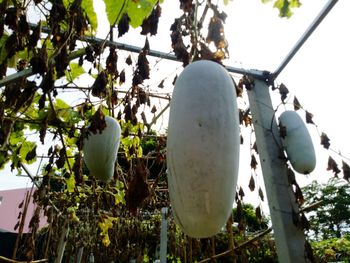 Low angle view of plants against sky