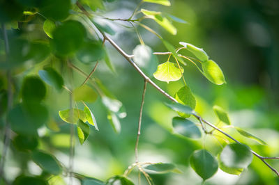 Close-up of green flowering plant