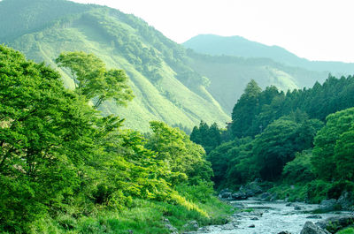 Scenic view of waterfall in forest