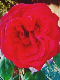 Close-up of rose blooming outdoors