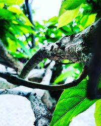 Close-up of leaves on tree trunk