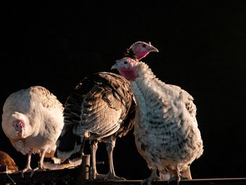 Close-up of birds perching on black background