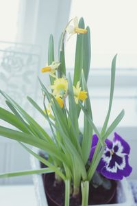 Close-up of purple crocus plant