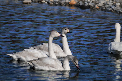 Swans swimming in lake