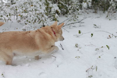 High angle view of dog on snow covered land