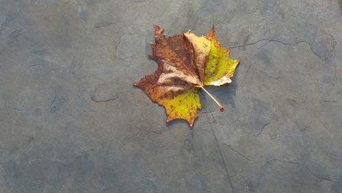 High angle view of maple leaf on fallen autumn