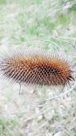 Close-up of plant against blurred background