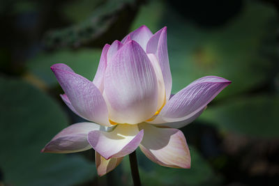 Close-up of pink water lily