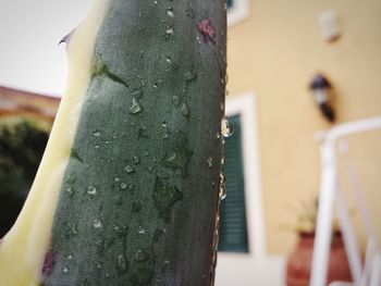 Close-up of plant against blurred background