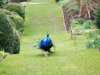 High angle view of peacock on grass