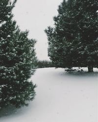 Snow covered trees