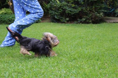 Low section of man with dog on grass