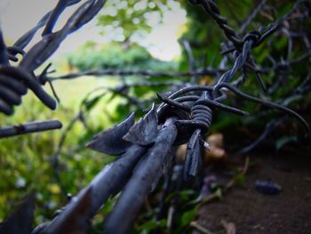 Close-up of tree trunk