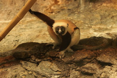 Portrait of monkey on rock