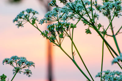 Close-up of flowering plant against tree