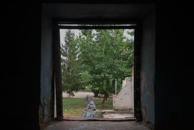 Trees seen through window of abandoned building