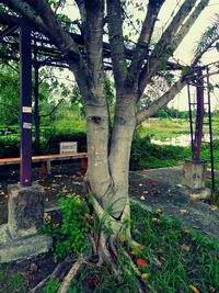 Trees in park