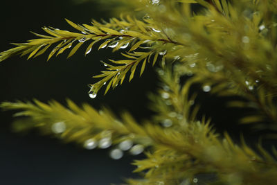 Close-up of plant